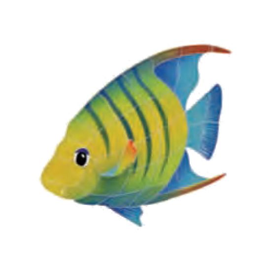 AFBMCOLL: BANDED ANGEL FISH LT 12 AFBMCOLL
