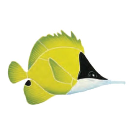 LNBFYS: NOSED BUTTERFLY FISH 6 LNBFYS